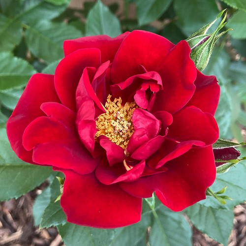 Harkness roses gift - gift, rose