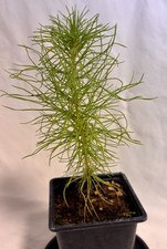 Monterey Pine Pinus Radiata UK