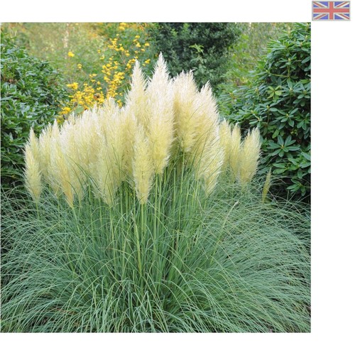 Cortaderia selloana white - cortaderia,