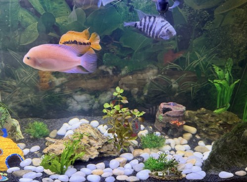 Tropical fish tank - fish, full