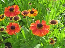 Helenium 'Moerheim Beauty' -