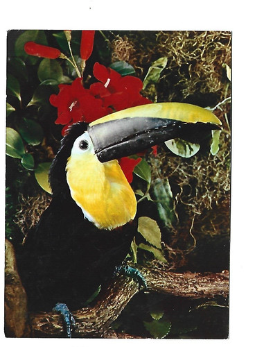 Wagler toucan birds - toucan,