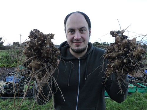 Madeira vine tubers tasty - vine,