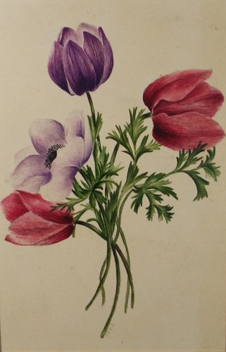 Original watercolour poppies - original, watercolour,