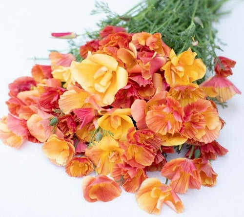 California apricot flambeau - 25,