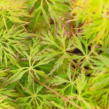 Acer palmatum dissectum