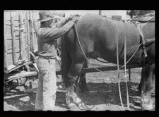 Unharnessing team of horses, Grundy County, Iowa 1940s Old Photo 12