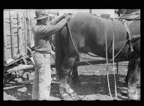 Unharnessing team horses - team, of