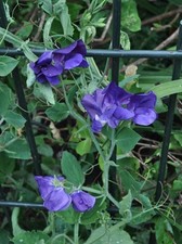 SWEET PEA ROYAL FAMILY BLUE 50