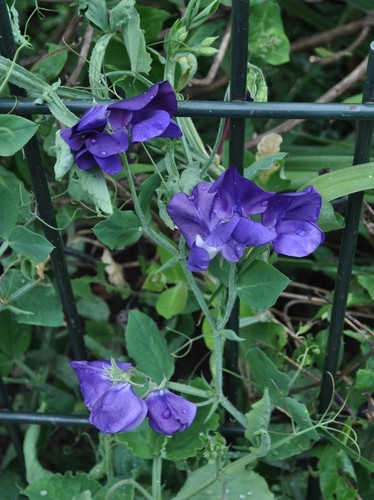 Sweet pea royal family - family, 50