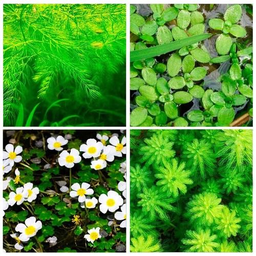 Cuttings of oxygenating - x,