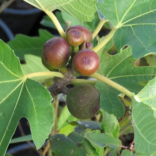 Fig tree ficus garden - tree,