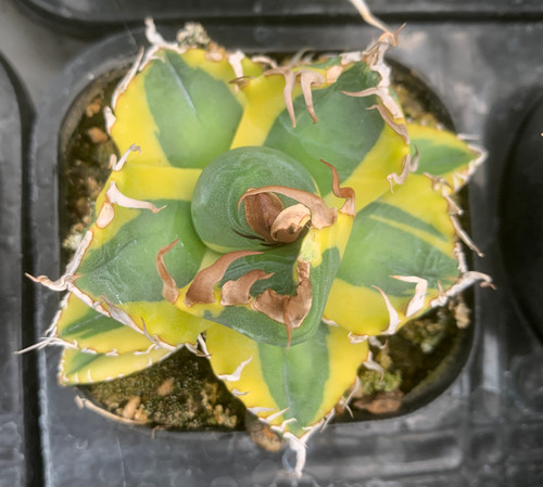 Sale rare plant agave titanota - rare,