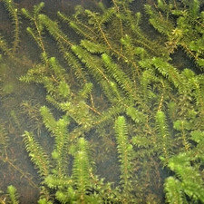 Elodea Canadensis | Canadian