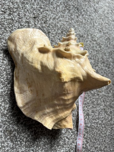 Queen conch shell - queen,