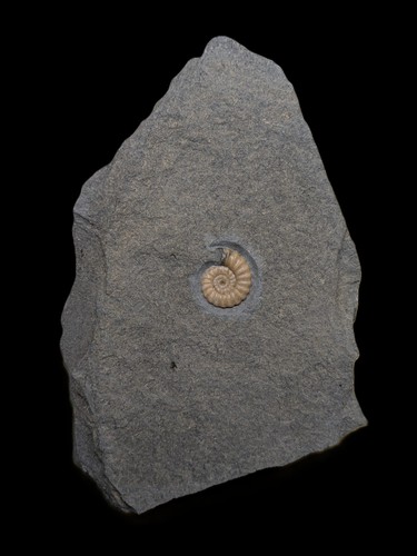 Promicroceras charmouth lyme - promicroceras.,