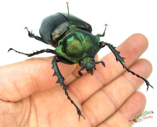 Long arm beetle cheirotonus - arm,