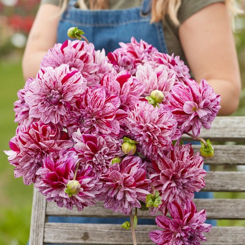 Dahlia tuber ida mae - dahlia,