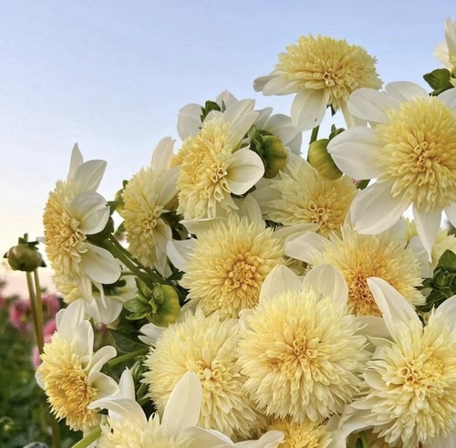 Dahlia platinum blonde - dahlia,