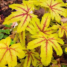 Heucherella Alabama Sunrise Outdoor Garden Ready Plants Hardy Perennial in Pot