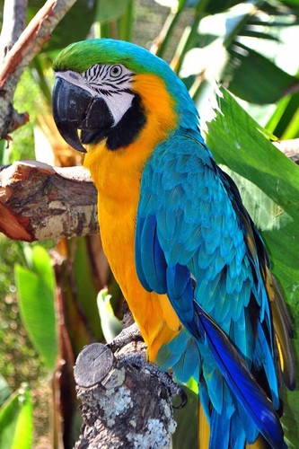 Macaw parrot yellow and blue - macaw,