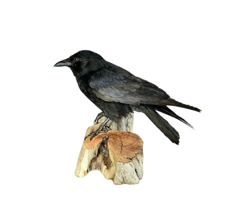 Taxidermy carrion crow - taxidermy, (corvus