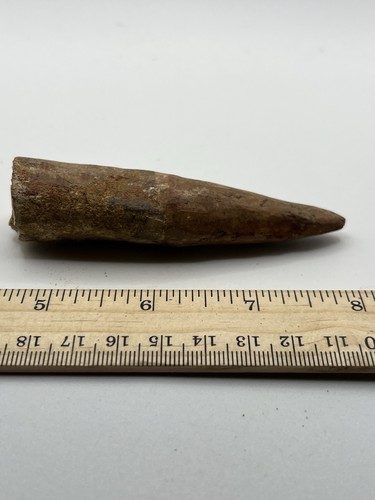 Spinosaurus tooth - spinosaurus, 3.75”