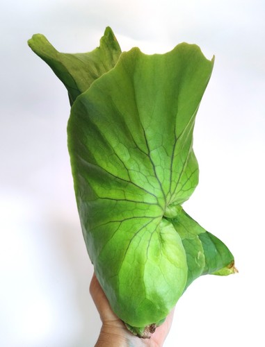 Rare grown adult - rare, uk