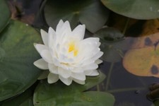 Nymphaea white gonnere - "white, gonnere"