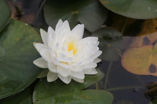 Nymphaea white gonnere - nymphaea, gonnere"