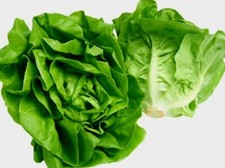 Butterhead Lettuce Plug Plants