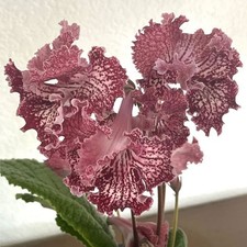 Streptocarpus UA-Valley Of