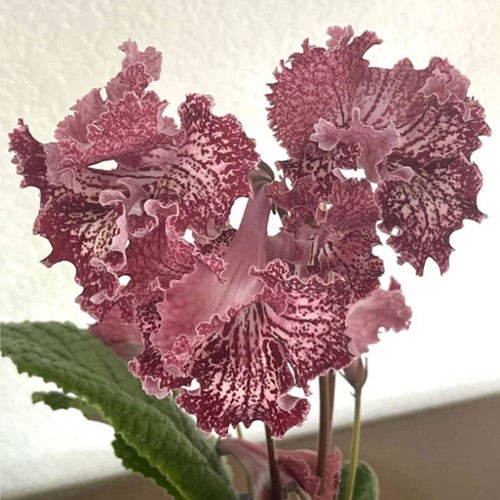 Streptocarpus valley of - streptocarpus, ua-valley