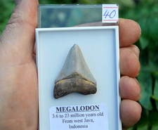 WOW, Genuine MEGALODON SHARK