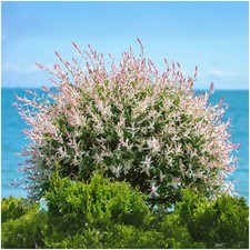 2 Litre | Flamingo Willow Salix Integra 'Hakuro-Nishiki' | Deciduous Plant