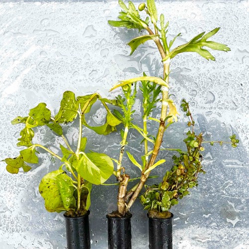 Mixed marginals - mixed,