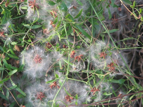 Fine leaf clematis microphylla - fine,