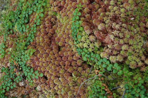 Red sphagnum moss fresh - moss, 3