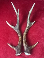 PAIR OF SIKA DEER ANTLERS