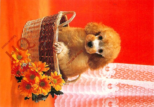 Picture postcard dog - picture, apricot