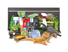 Swell Reptiles Bearded Dragon