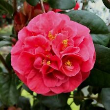 Camellia japonica 2 x Lady Campbell Plants in 9cm Pots - Spring Flowering Shrubs