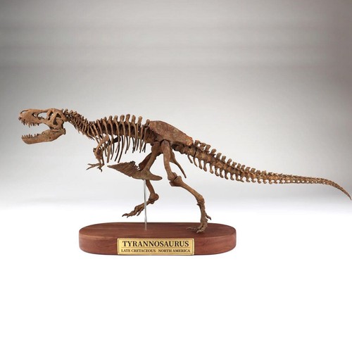 Tyrannosaurus rex skeleton - rex,