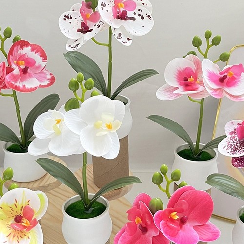 Phalaenopsis orchid potted - phalaenopsis,