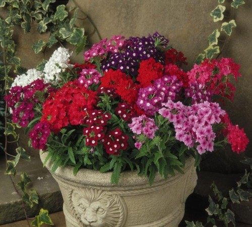 Verbena mixed garden ready - garden,