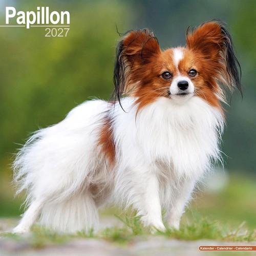 Papillon calendar 2027 - papillon, wall