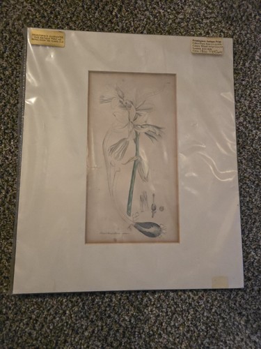 Antique coloured botanical - coloured,