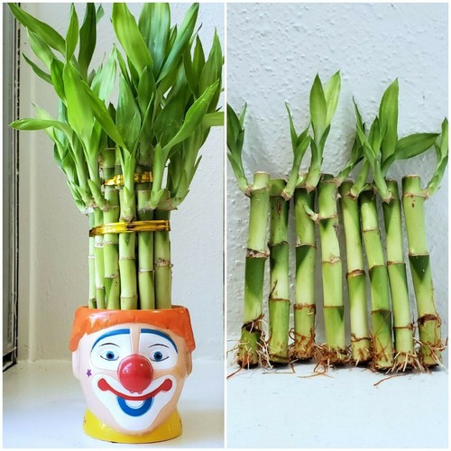 Lucky bamboo plants - lucky,