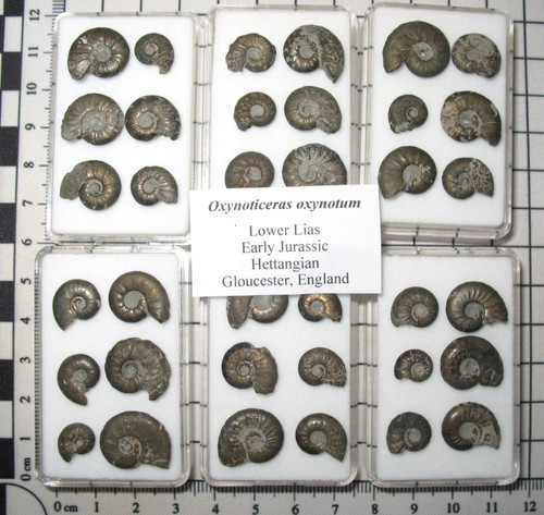 Jurassic ammonite - , 6