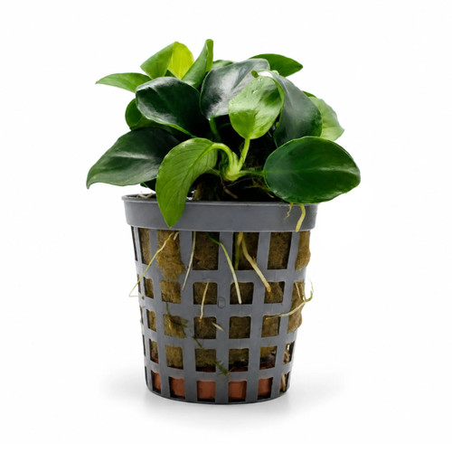 Anubias nana bonsai - anubias,